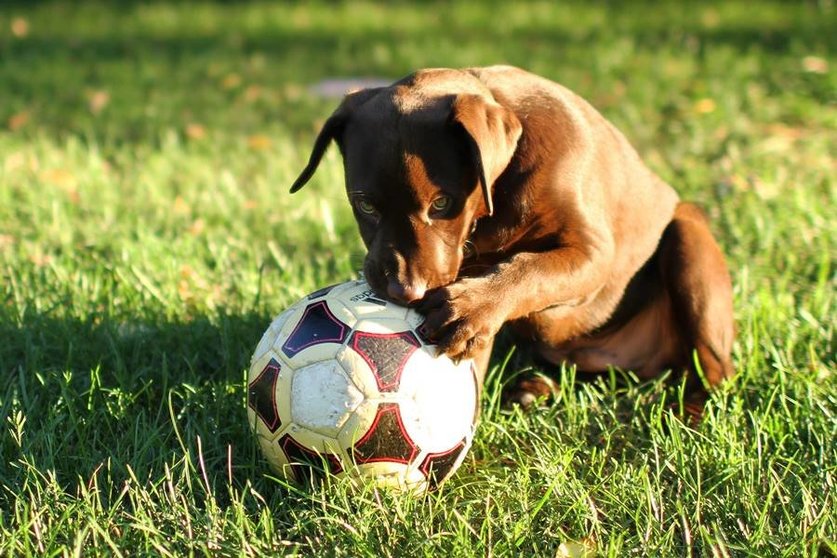 Perrito, balón, fútbol. Archivo