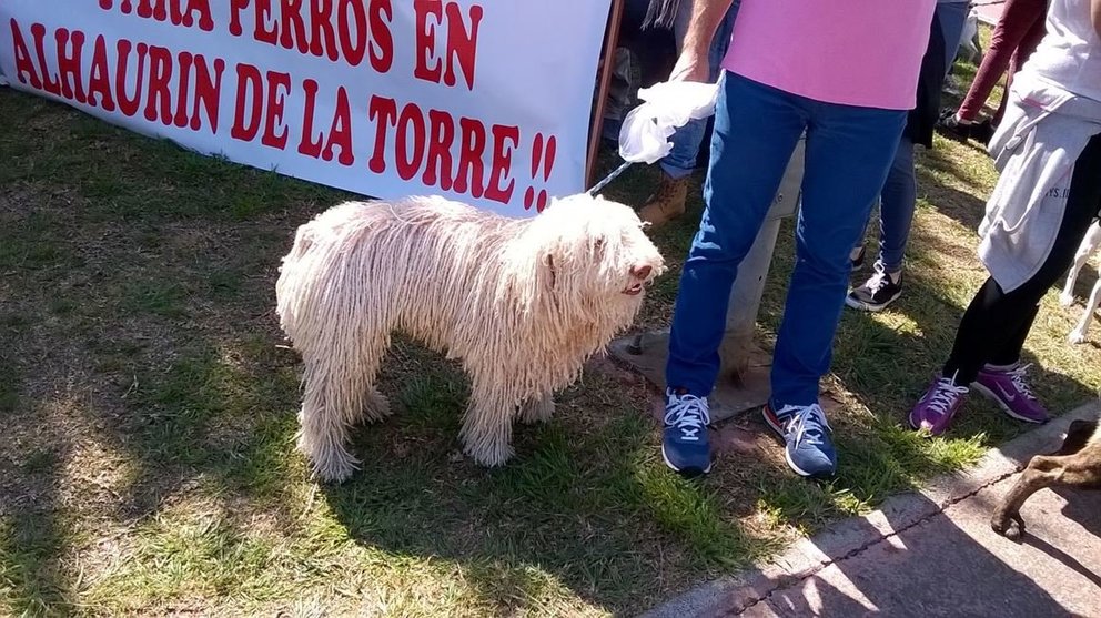 Manifestación canina