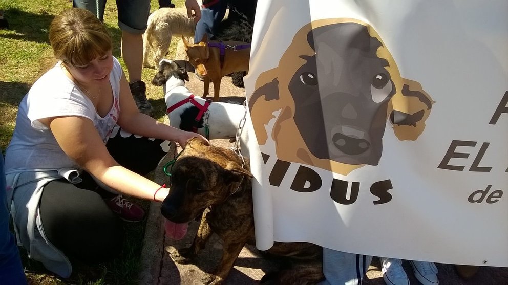 Manifestación canina