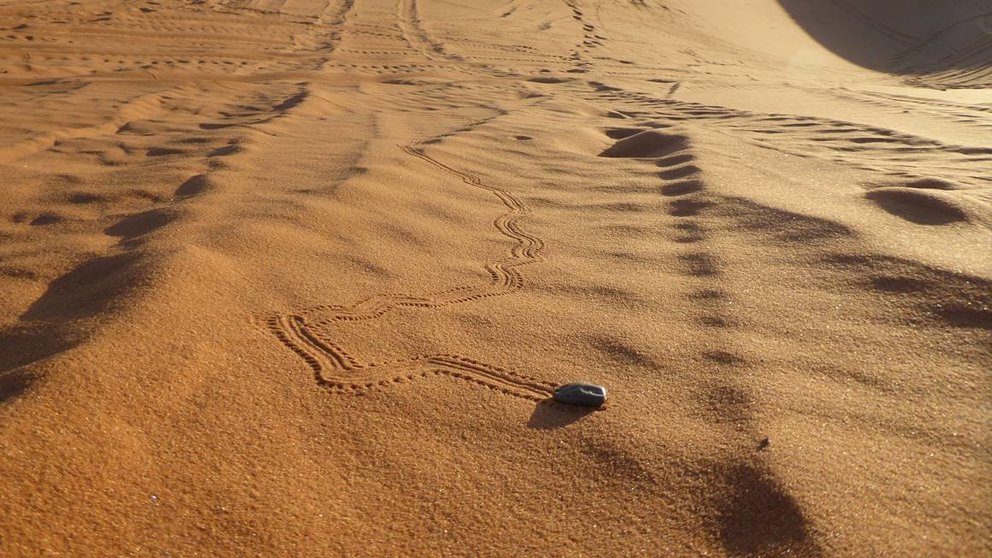 Travesía entre dunas. Concurso Fotografa El Pinar, semana de la Ciencia