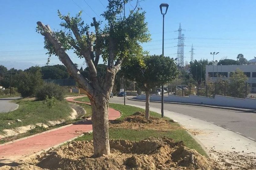 Los árboles afectados por las obras en el Recinto Ferial se trasplantan hasta Taralpe